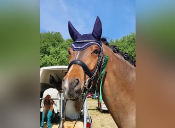 Hannoveriano, Caballo castrado, 9 años, 174 cm, Castaño