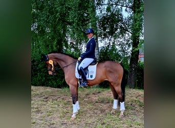 Hannoveriano, Caballo castrado, 9 años, 174 cm, Castaño