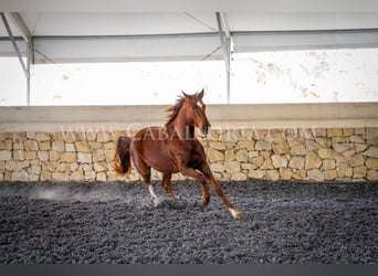 Hannoveriano, Caballo castrado, 9 años, 175 cm, Alazán