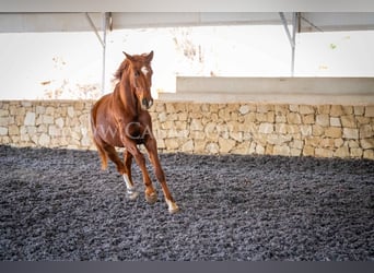 Hannoveriano, Caballo castrado, 9 años, 175 cm, Alazán