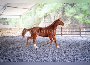 Hannoveriano, Caballo castrado, 9 años, 175 cm, Alazán