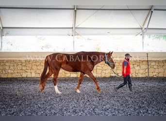 Hannoveriano, Caballo castrado, 9 años, 175 cm, Alazán