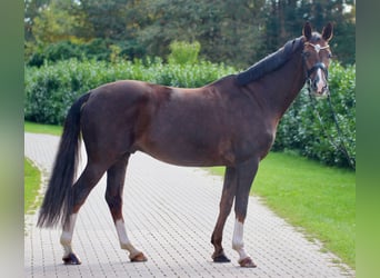 Hannoveriano, Caballo castrado, 9 años, 175 cm, Alazán-tostado