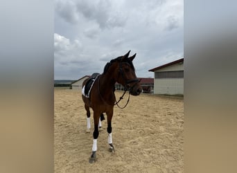 Hannoveriano, Caballo castrado, 9 años, 175 cm, Castaño