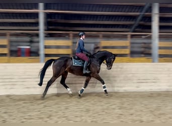 Hannoveriano, Caballo castrado, 9 años, 175 cm, Castaño oscuro