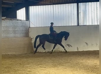 Hannoveriano, Caballo castrado, 9 años, 175 cm, Castaño oscuro