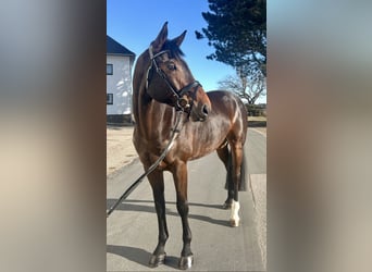 Hannoveriano, Caballo castrado, 9 años, 175 cm, Castaño oscuro