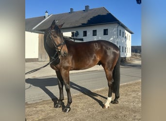 Hannoveriano, Caballo castrado, 9 años, 175 cm, Castaño oscuro