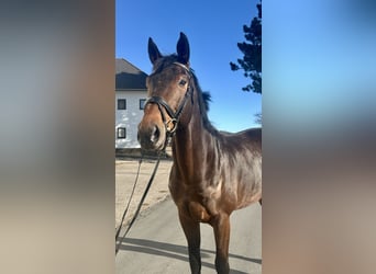 Hannoveriano, Caballo castrado, 9 años, 175 cm, Castaño oscuro