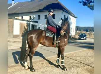 Hannoveriano, Caballo castrado, 9 años, 175 cm, Castaño oscuro