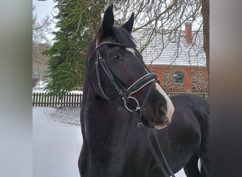 Hannoveriano, Caballo castrado, 9 años, 175 cm, Negro
