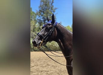 Hannoveriano, Caballo castrado, 9 años, 176 cm