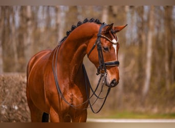 Hannoveriano, Caballo castrado, 9 años, 177 cm, Castaño