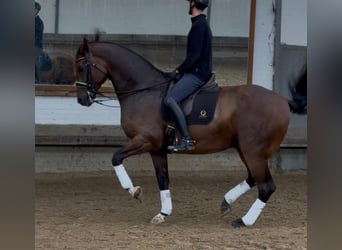 Hannoveriano, Caballo castrado, 9 años, 177 cm, Castaño