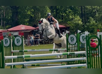 Hannoveriano, Caballo castrado, 9 años, 178 cm, Tordo