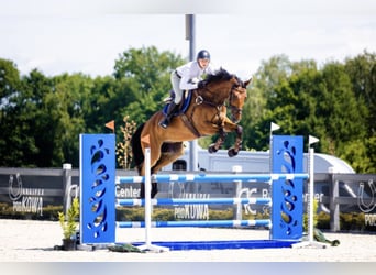 Hannoveriano, Caballo castrado, 9 años, 179 cm, Castaño rojizo