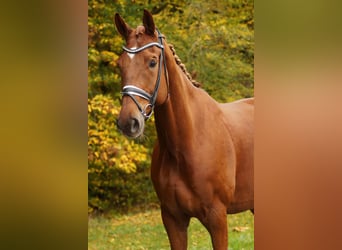 Hannoveriano, Caballo castrado, 9 años, 180 cm, Alazán