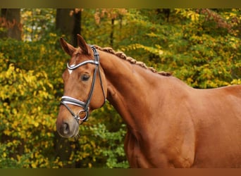 Hannoveriano, Caballo castrado, 9 años, 180 cm, Alazán