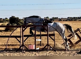 Hannoveriano, Caballo castrado, 9 años, 181 cm, Tordo