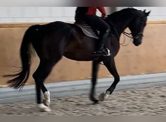 Hannoveriano, Caballo castrado, 9 años, 184 cm, Castaño oscuro