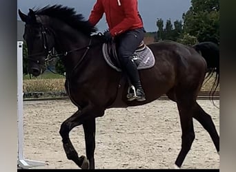 Hannoveriano, Caballo castrado, 9 años, 184 cm, Castaño oscuro