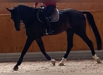 Hannoveriano, Caballo castrado, 9 años, 184 cm, Castaño oscuro