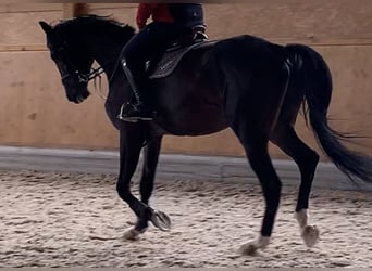 Hannoveriano, Caballo castrado, 9 años, 184 cm, Castaño oscuro