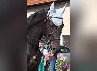 Hannoveriano, Caballo castrado, 9 años, 184 cm, Castaño oscuro