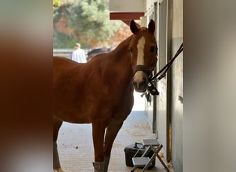 Hannoveriano, Caballo castrado, 9 años, Bayo