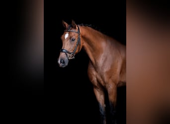 Hannoveriano, Caballo castrado, 9 años, Bayo