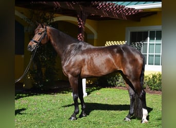 Hannoveriano, Caballo castrado, 9 años, Castaño rojizo