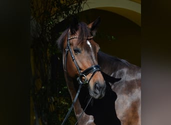 Hannoveriano, Caballo castrado, 9 años, Castaño rojizo