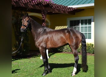 Hannoveriano, Caballo castrado, 9 años, Castaño rojizo