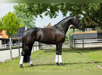 Hannoveriano, Caballo castrado, 9 años, Negro