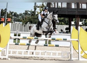 Hannoveriano, Caballo castrado, 9 años, Tordo