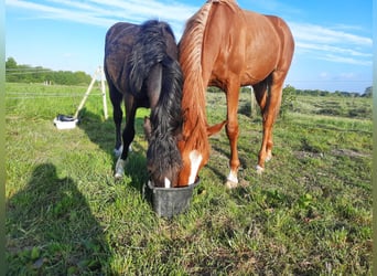 Hannoveriano, Semental, 1 año, 140 cm, Alazán