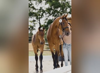 Hannoveriano, Semental, 1 año, 145 cm, Castaño