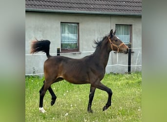 Hannoveriano, Semental, 1 año, 167 cm, Castaño oscuro