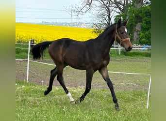 Hannoveriano, Semental, 1 año, 167 cm, Castaño oscuro