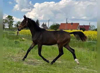 Hannoveriano, Semental, 1 año, 167 cm, Castaño oscuro