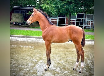 Hannoveriano, Semental, 1 año, 168 cm, Castaño