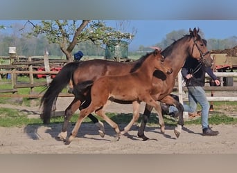 Hannoveriano, Semental, 1 año, 169 cm, Castaño