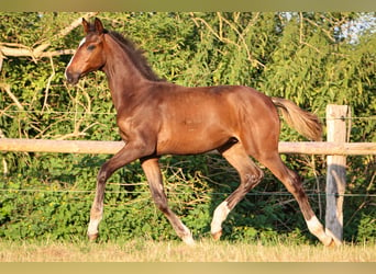 Hannoveriano, Semental, 1 año, 170 cm, Castaño