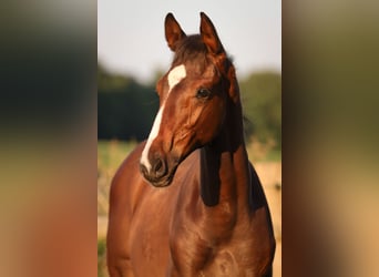 Hannoveriano, Semental, 1 año, 170 cm, Castaño