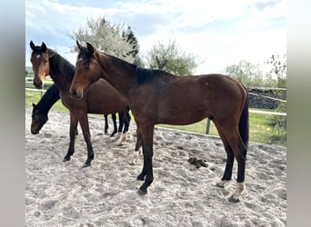 Hannoveriano, Semental, 1 año, 170 cm, Castaño