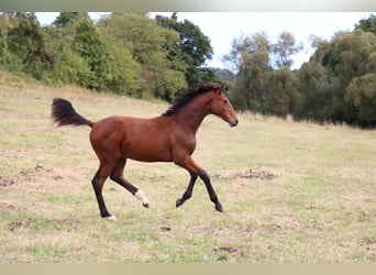 Hannoveriano, Semental, 1 año, 170 cm, Castaño