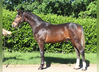 Hannoveriano, Semental, 1 año, 170 cm, Castaño