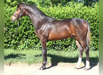 Hannoveriano, Semental, 1 año, 170 cm, Castaño