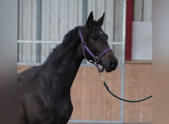 Hannoveriano, Semental, 1 año, 170 cm, Morcillo