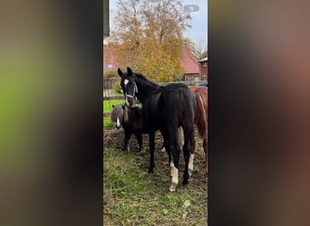 Hannoveriano, Semental, 1 año, 170 cm, Negro
